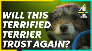 This Nervous Terrier Needs a New HOME | The Dog House
