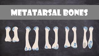 Metatarsal Bones | Anatomy