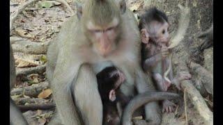 Princess Mama Give Milk To Her Little  Baby Monkey In amber Group