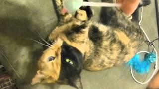 Venus the Chimera split face, two face, odd eye, 2 diff color eyes... cat gone viral playing 9.7.12