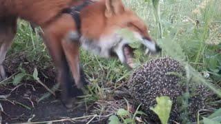 Pet fox also has predatory instincts