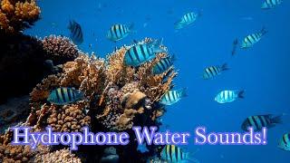 ASMR Hydrophone Underwater Sounds