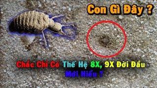 Con Vật Của Tuổi Thơ - Con Cút Đất ( Kiến Sư Tử ) || Myrmeleontidae (Antlion)