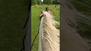 He spooked at the dog  #horsespook #subscribe #equestrian