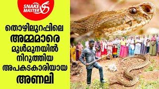 തൊഴിലുറപ്പിലെ അമ്മമാരെ ഓടിച്ച അപകടകാരിയായ അണലി | Vava Suresh | Snakemaster EP 921