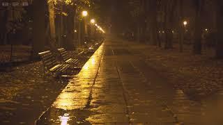 Quiet Night in the Park with Relaxing Sounds of Rain Falling Down the Empty Alleys, Puddles & Leaves