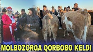 SOG'IN SIGIRLAR VA G'UNAJINLAR NARXLARI SURXONDARYO MUZRABOT ZANG MOLBOZORI 28.12.2024