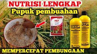 Memaksa tanaman berbuah Cara membuat pupuk organik cair perangsang bunga dan buah