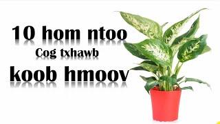 10 hom ntoo cog txhawb Koob Hmoov