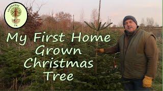 Harvesting My First Home Grown  Christmas Tree  | Smallholding UK