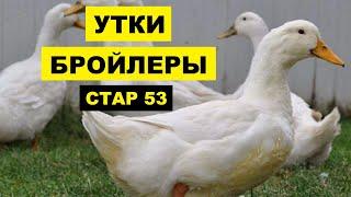 Разведение Уток Стар 53 как бизнес идея | Бройлерные утки породы Стар 53 | Утиная ферма