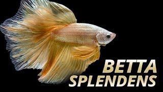 Species Spotlight | Betta splendens