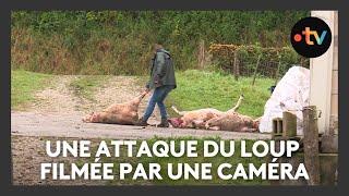 Une nouvelle attaque du loup en Meuse : la caméra filme la scène