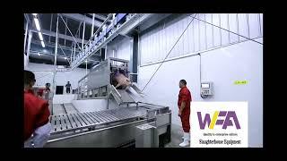 Amazing How Does Work Three Points Electric Stunning Conveyor For Hog Slaughter Line