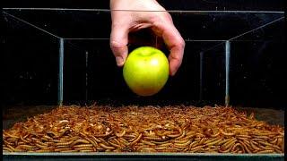 Mealworms eating green apple, peppers and lettuce - 10.000 worms! #greentimelapse #gtl #timelapse