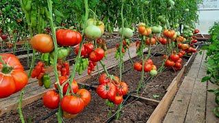 Супер урожайный, крупноплодный сорт томатов  - Минусинский лев