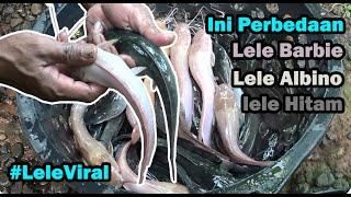 Geger Lele Pink Jenis Baru Ribuan Ekor | Daging Lebih Padat Dan Kenyal | Lele Barbie Dari Jepara