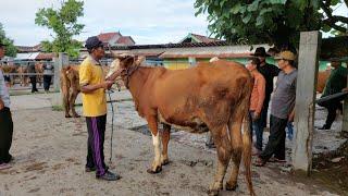 Harga Sapi Babon Terbaru Pasar Sapi Jetis Ponorogo