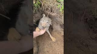 Trying to get a free forest Puppy be like... #coyote #puppy #weavethecoyote #duckandweave