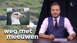 Hoe komen we van meeuwen af? | De Avondshow met Arjen Lubach (S6)