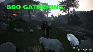 300 MIL AN HOUR WITH WOLF MEAT - GATHERING FOR PROFIT | BLACK DESERT ONLINE