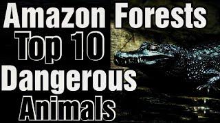 10 Most Dangerous Animals in Amazon Rainforest