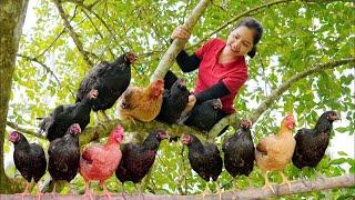 Harvest Black Chicken on tree & Go to the market |Hanna Daily Life