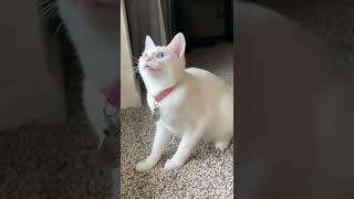 Cute Cat Playing #funnycats #cutecats #cutecat #animals #babycat