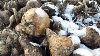 How to Dry Gourds for Crafting