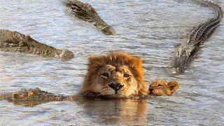 OMG!! Swimming Lions Family Was Suddenly Attack By Group Of Crocodile Too Brutally - Harsh Wild Life