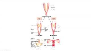 BIO2520 7 2 19 Part 1