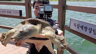 "자라" 수중 촬영 결말은? 한국판 네셔널지오그래픽. GoPro on a Turtle! Swimming Underwater