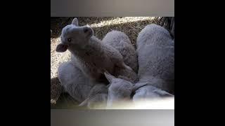 Разведение овец, плюсы и минусы содержания