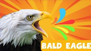 THE GREAT bald eagle -bald eagle  facts for kids