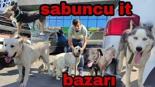 Sabuncu İt Bazarı. 19.09.2021