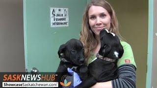 On the job with an animal shelter worker