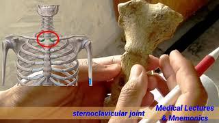 manubrium sterni anatomy