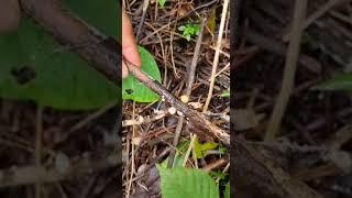 Habit and habitat and rhizomorphs of cage fungus Iliodictyon gracile in a kulagar in Goa