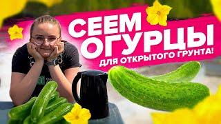 ВАЖНО ЗНАТЬ ЕСЛИ ВЫРАЩИВАЕТЕ ОГУРЦЫ НА УЛИЦЕ! МИКОРИЗА