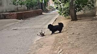 A stray dog bullies a helpless stray cat, showing no signs of stopping, but justice will prevail ！