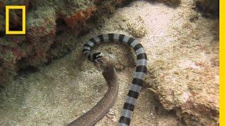 Watch: Sea Snake Swallows Eel Whole | National Geographic