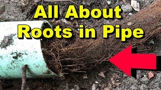 All About Roots in Pipe - Learn how to keep the pipe clean