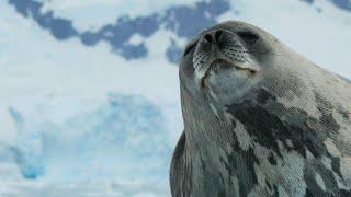 The Heartwarming Tale of Weddell Seals | Survival Half Hour