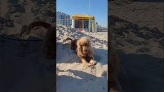 Joyful Cocker Spaniel Adventures on Knokke Beach, Belgium!  