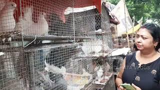 The biggest pigeon market️/galiff street bird market Kolkata