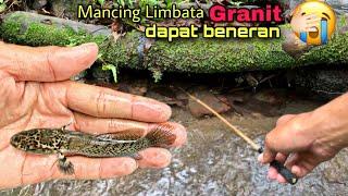 Mancing channa limbata granite di tempat tersembunyi, dapat banyak!!!