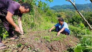 bhumi sarmila managing the farm field || coriander farming in the village ||