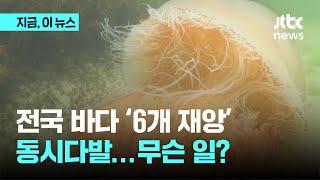 전국 바다 '6개 재앙' 동시다발…무슨 일?｜지금 이 뉴스