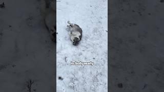 Poor kitten in winter #shortvideo #rescue #cute  #cat #lovestory #animals