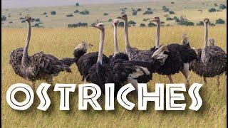 All About Ostriches for Children: Ostrich Video for Kids - FreeSchool